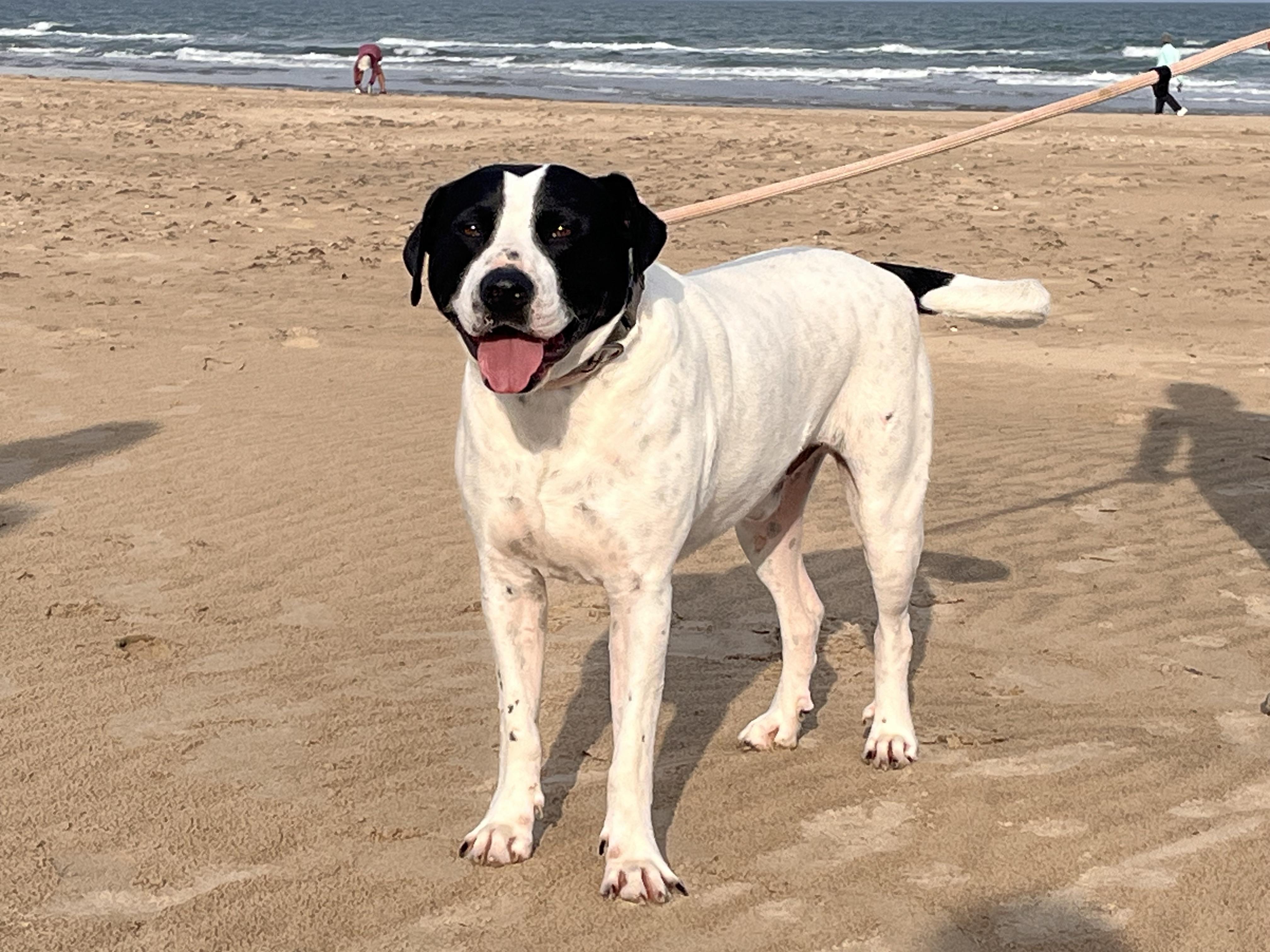 Rigo, a Adoptable mixed breed in Stanfordville, NY image 1/6