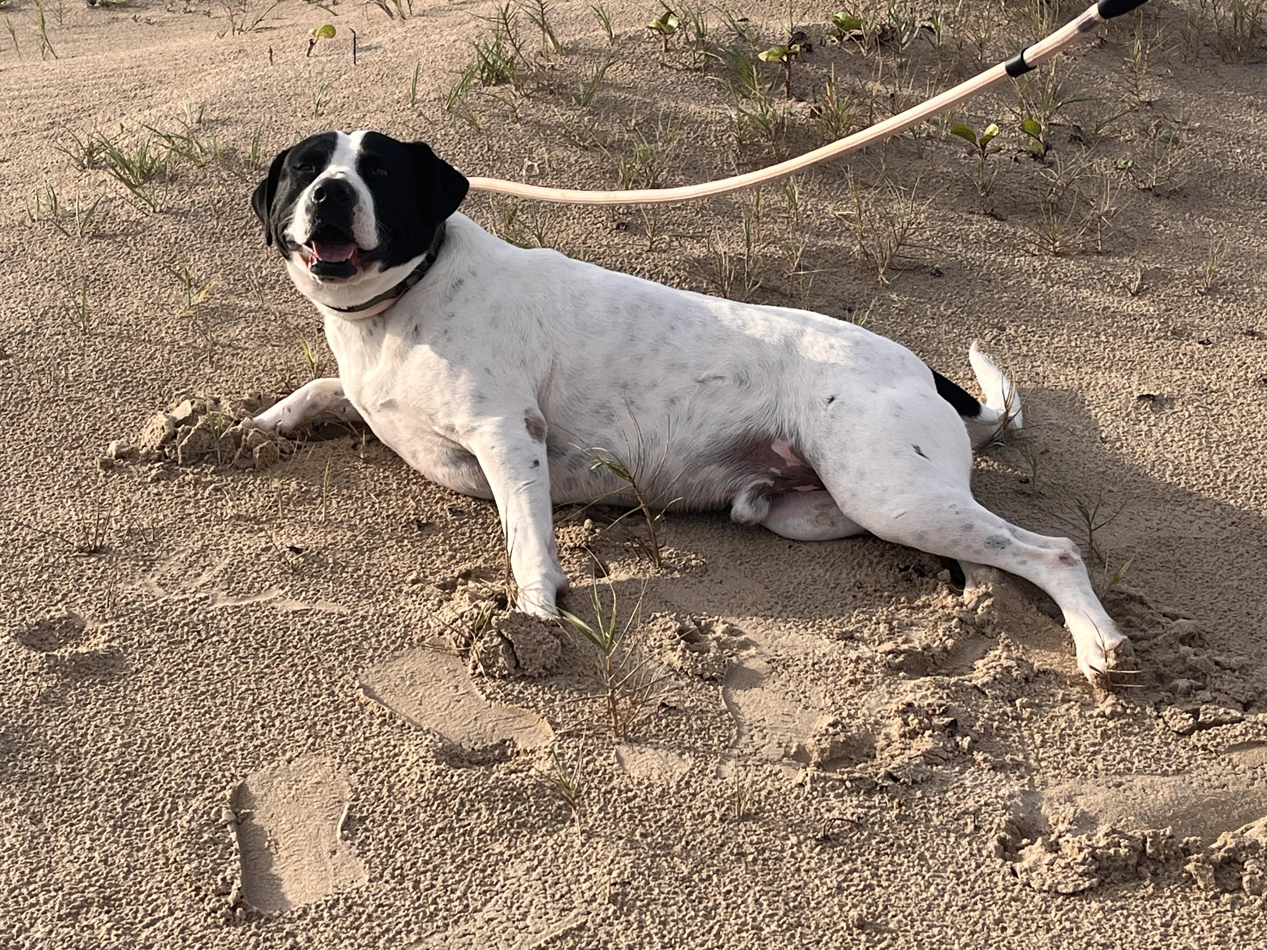 Rigo, a Adoptable mixed breed in Stanfordville, NY image 6/6