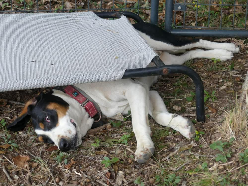 Enlarge Daisy May - Sponsored, a ADOPTABLE Treeing Walker Coonhound in Monterey, VA image 2/6