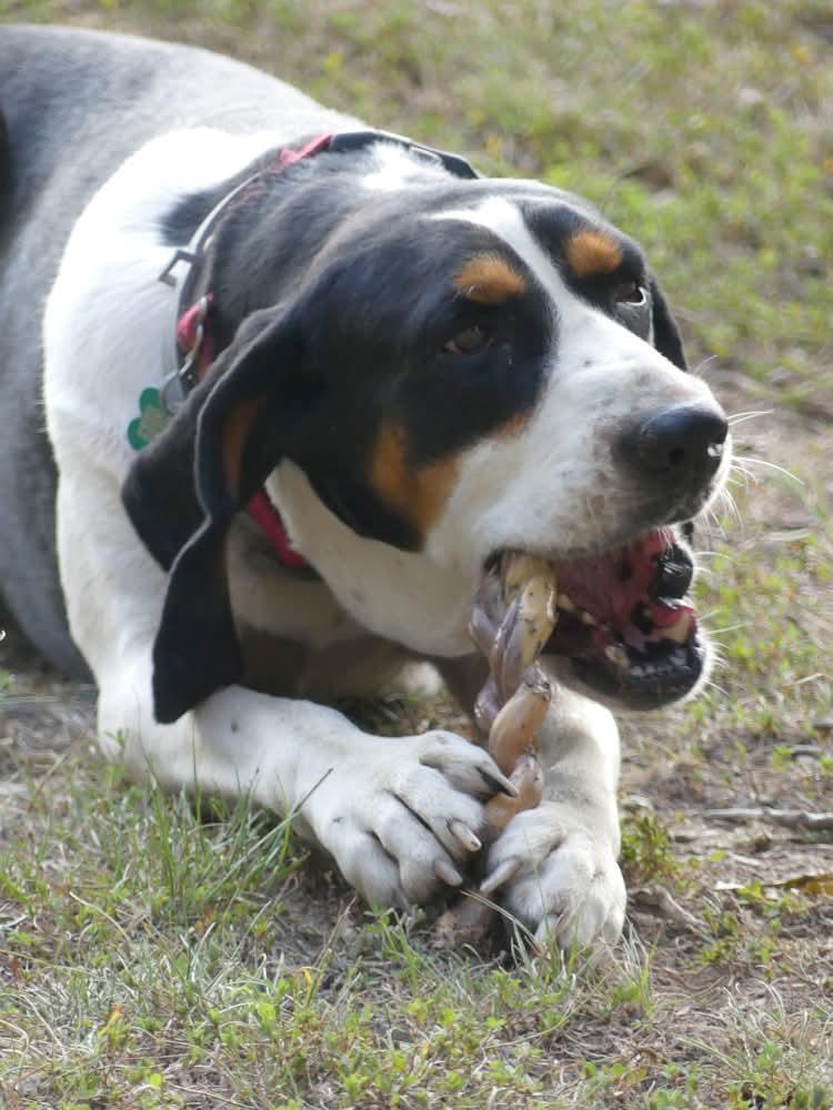 Enlarge Daisy May - Sponsored, a ADOPTABLE Treeing Walker Coonhound in Monterey, VA image 4/6