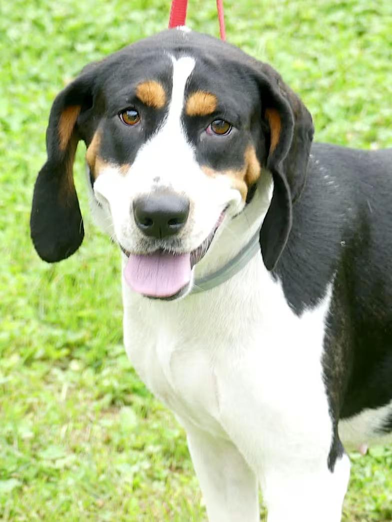 Daisy May - Sponsored, ADOPTABLE, Young Female Treeing Walker Coonhound.