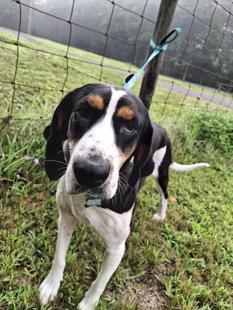 Enlarge Daisy May - Sponsored, a ADOPTABLE Treeing Walker Coonhound in Monterey, VA image 5/6