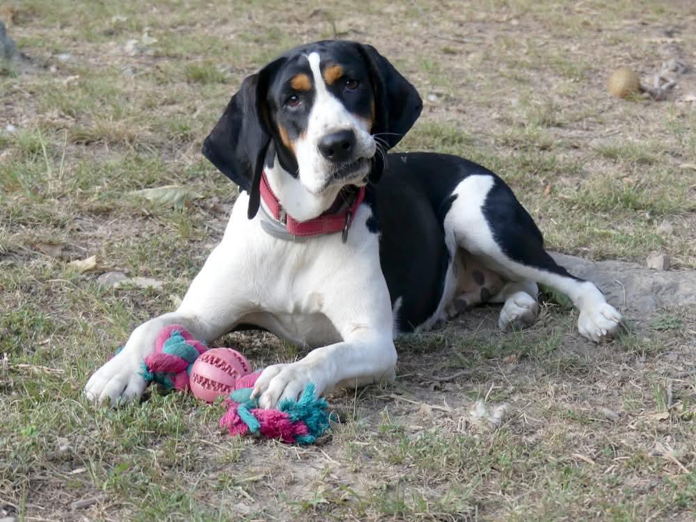 Enlarge Daisy May - Sponsored, a ADOPTABLE Treeing Walker Coonhound in Monterey, VA image 3/6