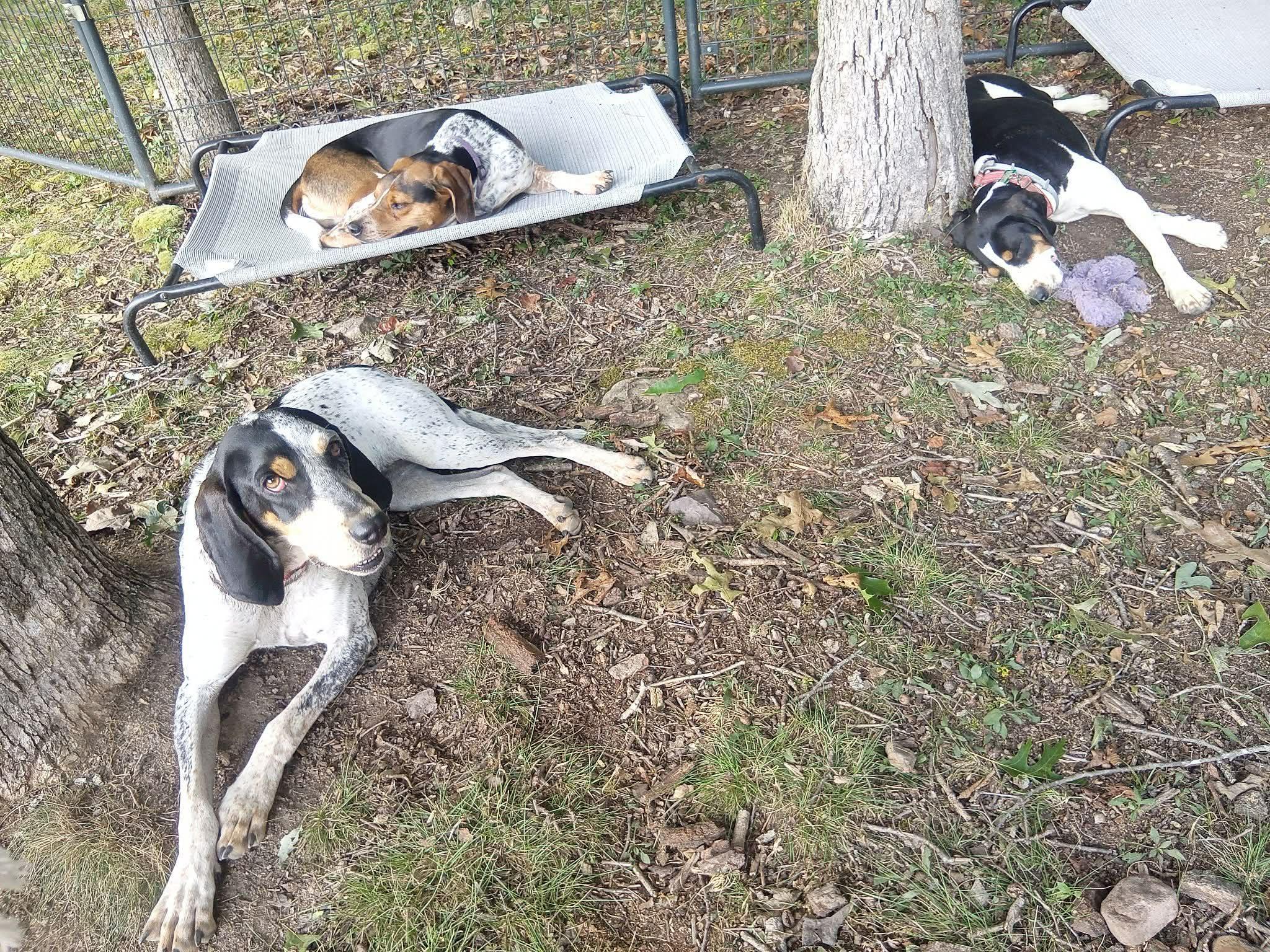 Enlarge Daisy May - Sponsored, a ADOPTABLE Treeing Walker Coonhound in Monterey, VA image 6/6