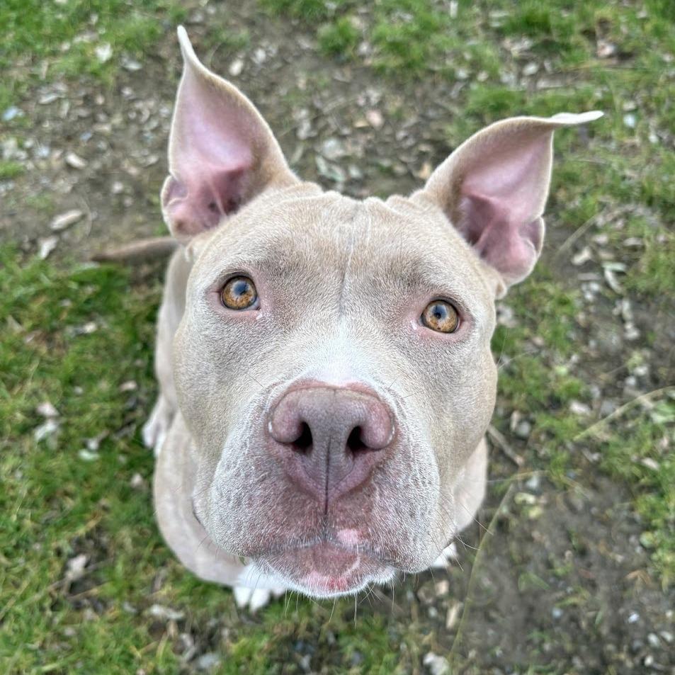 Mary Mira, Adoptable, Adult Female Mixed Breed.