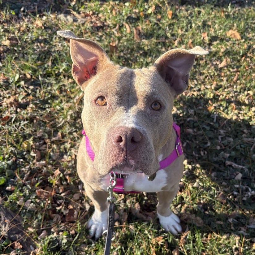 Enlarge Mary Mira, a Adoptable Mixed Breed in Bangall, NY image 2/5