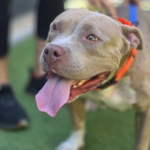 Enlarge Mary Mira, a Adoptable Mixed Breed in Bangall, NY image 5/5