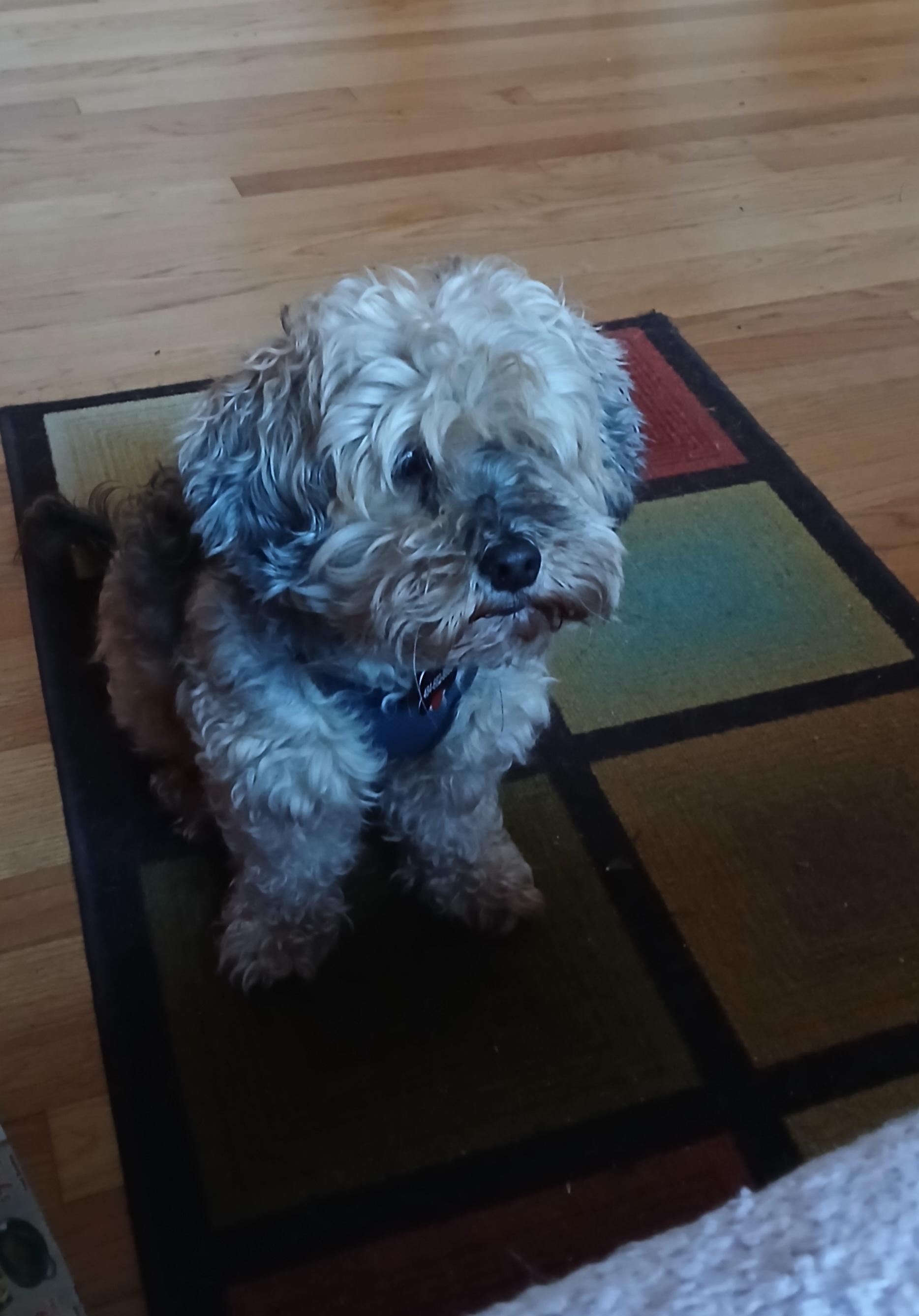 Boomer, a Adoptable mixed breed in Baldwin, MD image 1/2