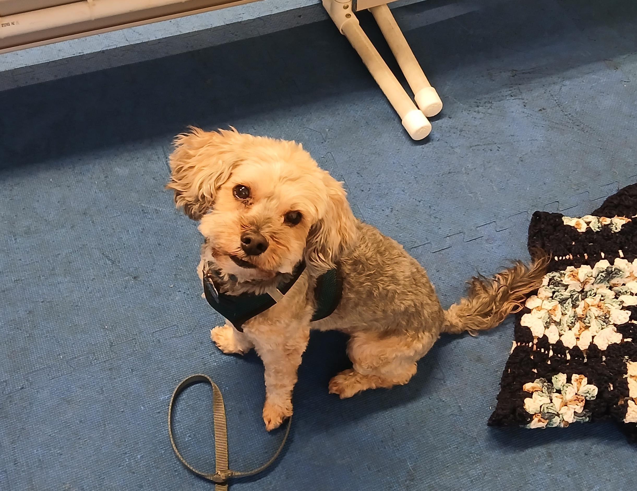 Boomer, a Adoptable mixed breed in Baldwin, MD image 2/2