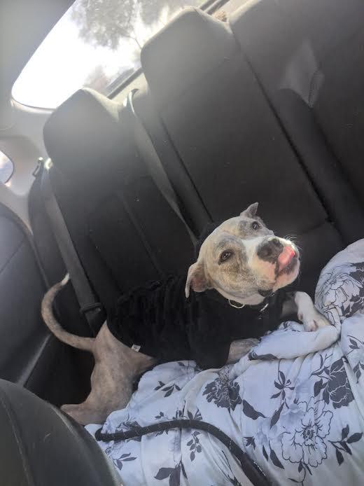 Enlarge Penny, a Adoptable mixed breed in Chandler, AZ image 3/5