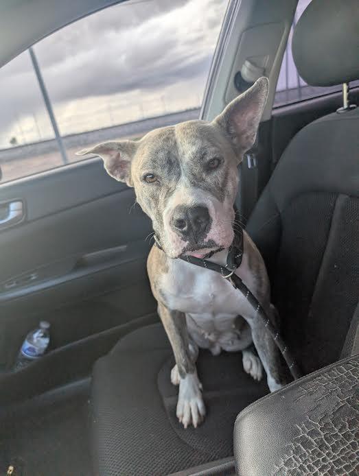 Penny, Adoptable, Young Female Pit Bull Terrier.