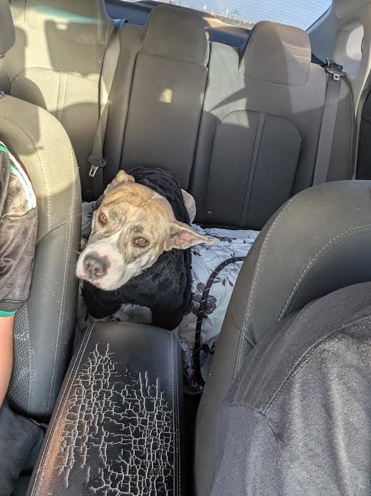 Enlarge Penny, a Adoptable mixed breed in Chandler, AZ image 5/5