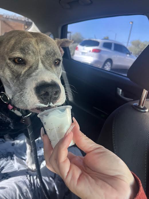 Enlarge Penny, a Adoptable mixed breed in Chandler, AZ image 4/5