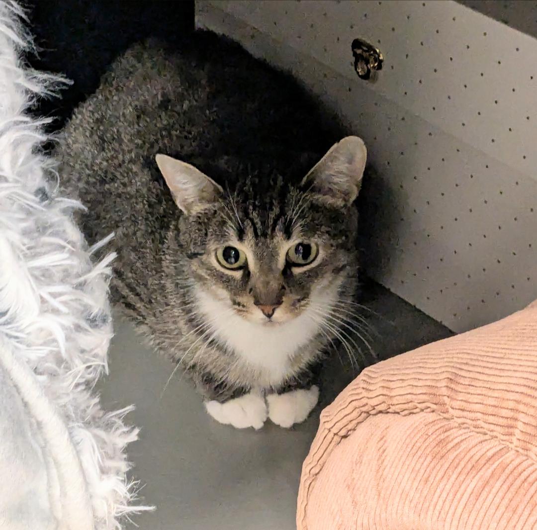 Enlarge Violet, a Adoptable Domestic Short Hair in Burlington, VT image 1/6