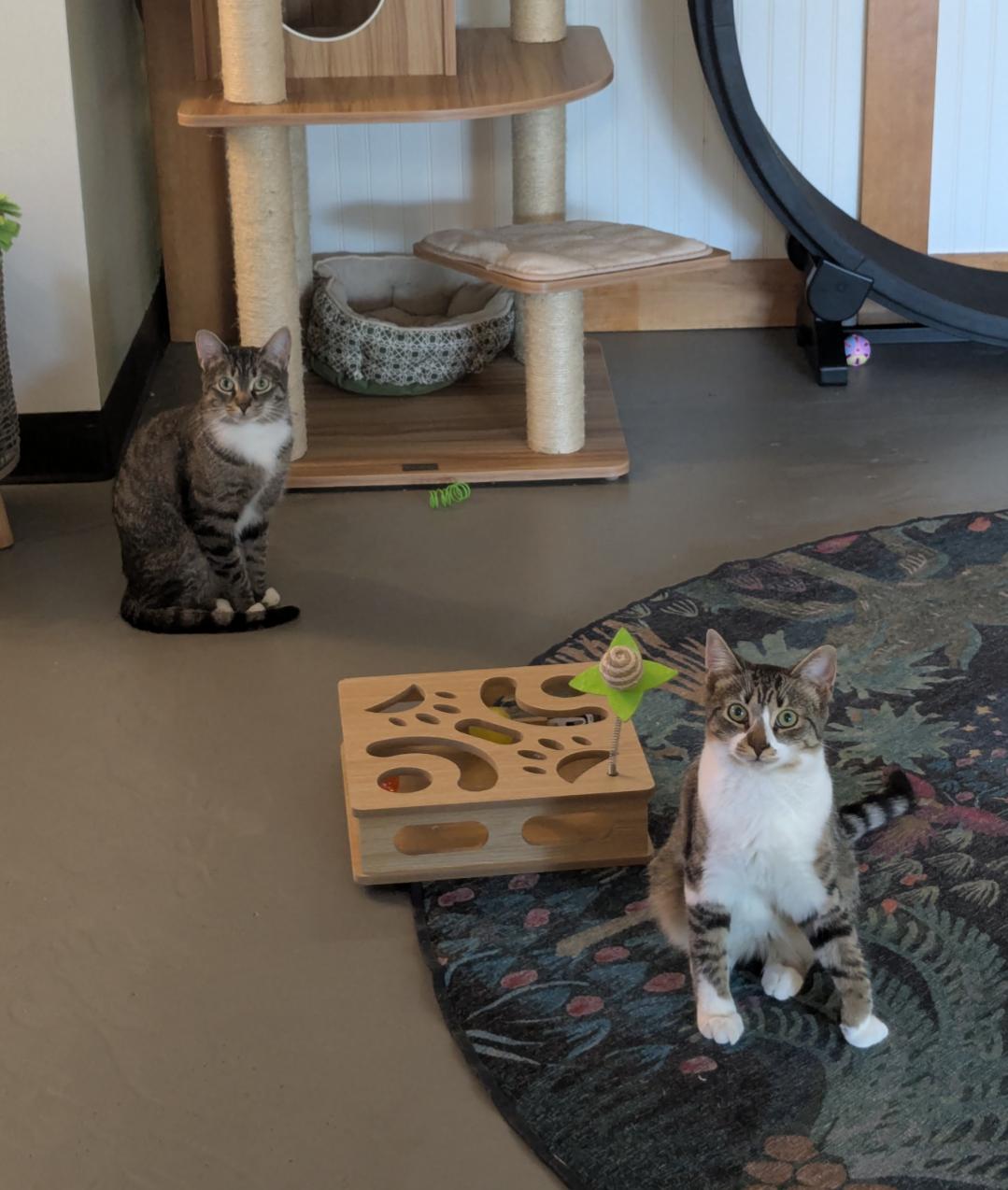 Enlarge Violet, a Adoptable Domestic Short Hair in Burlington, VT image 2/6