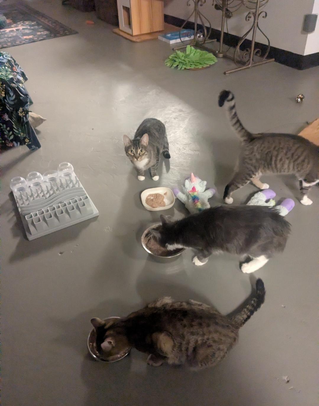 Violet — thumbnail 2