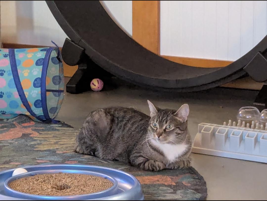 Violet — thumbnail 4