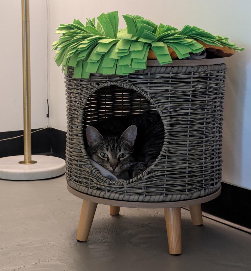 Violet — thumbnail 5