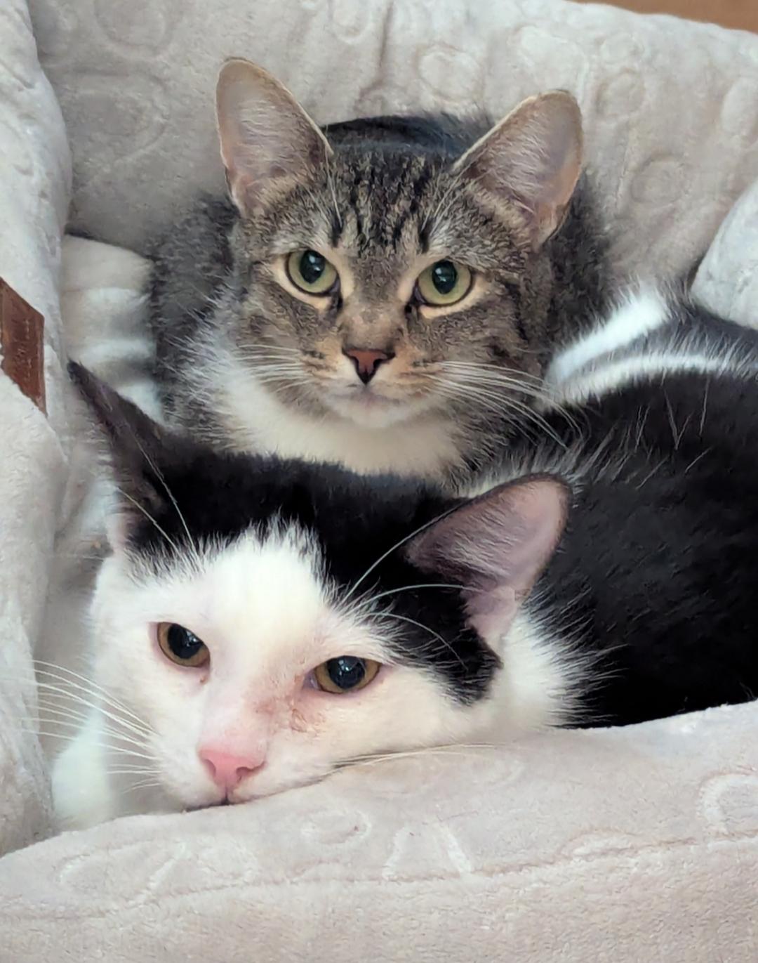 Enlarge Violet, a Adoptable Domestic Short Hair in Burlington, VT image 6/6