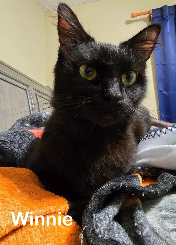 Winnie, Adopted, Adult Female Domestic Long Hair.