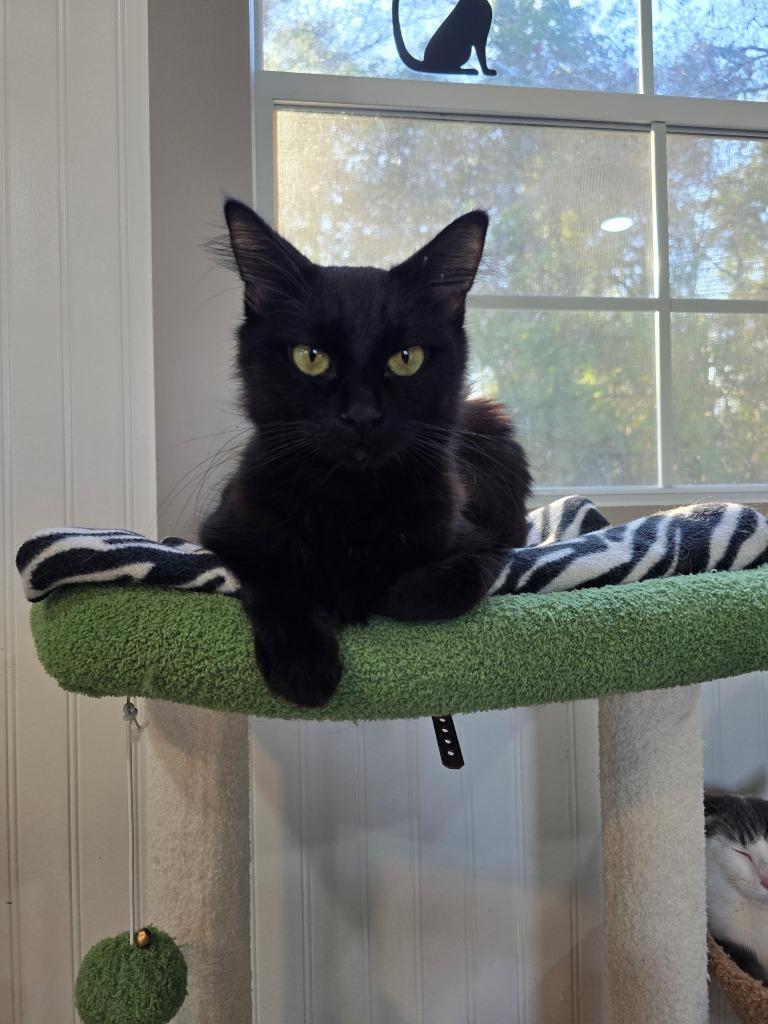 Enlarge Winnie, a Adopted mixed breed in Hoover , AL image 4/6