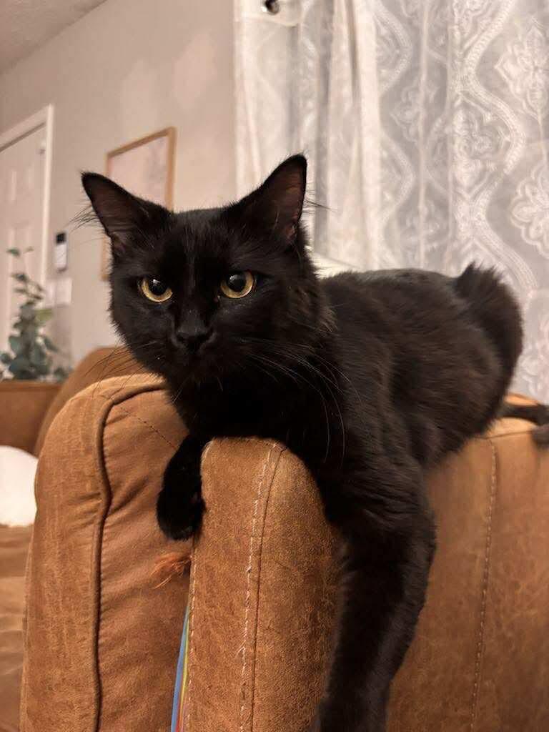 Enlarge Winnie, a Adopted mixed breed in Hoover , AL image 5/6