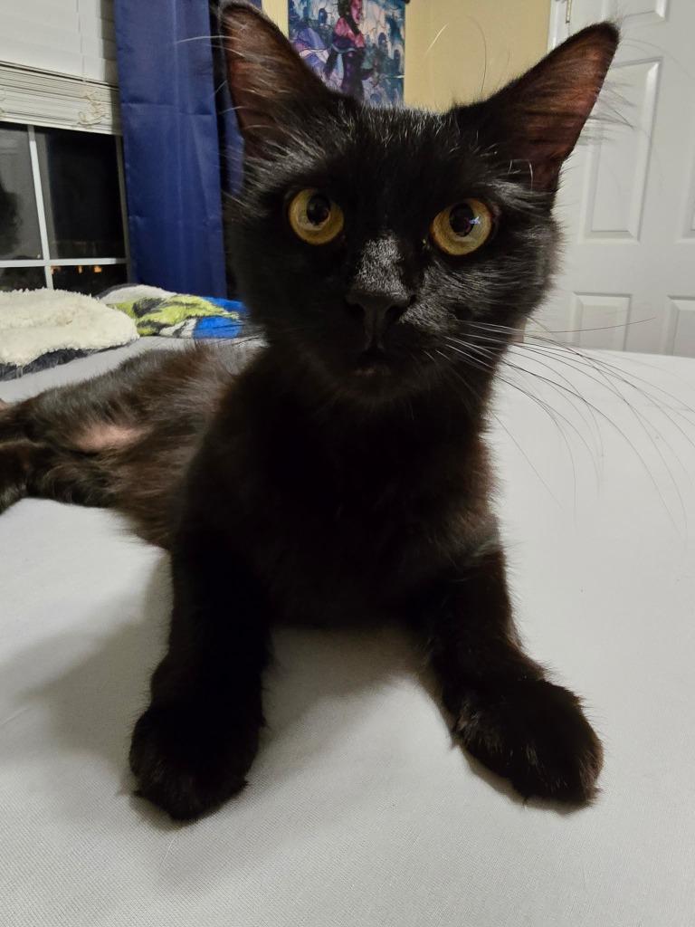 Enlarge Winnie, a Adopted mixed breed in Hoover , AL image 6/6