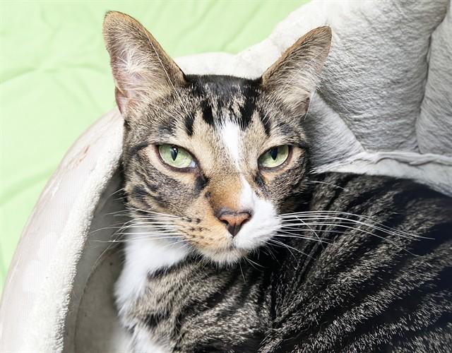 Enlarge FROCK, a Adoptable mixed breed in Fort Lauderdale, FL image 1/1