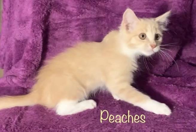Peaches, a Adoptable Domestic Long Hair in Dixon, CA image 1/2