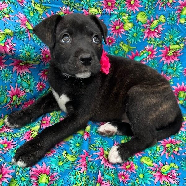 Madison Choco — thumbnail 4