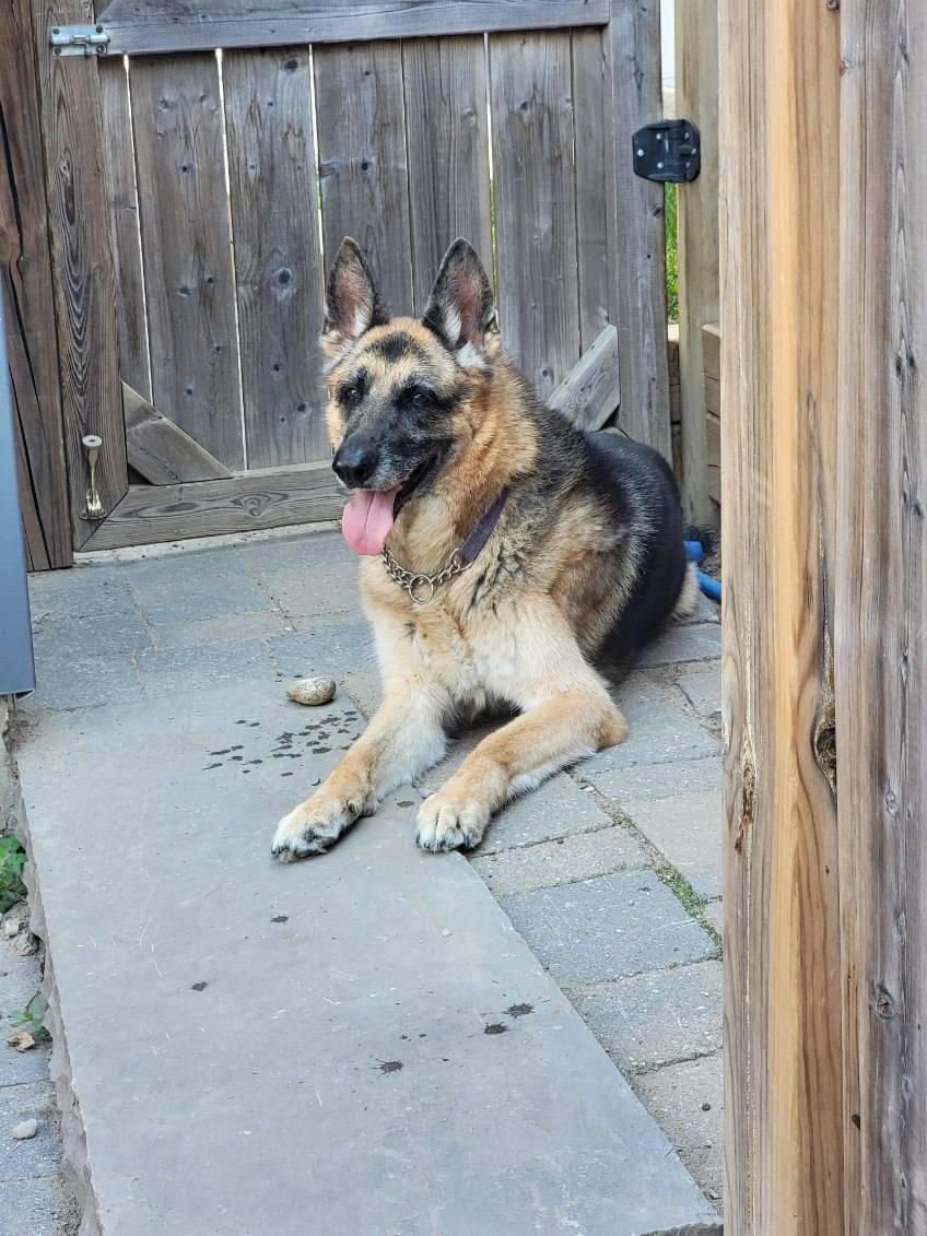 Margaux, Adopted, Senior Female German Shepherd Dog.