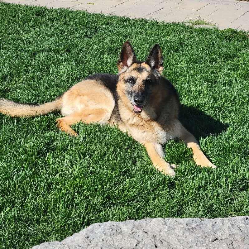 Margaux, a Adopted German Shepherd Dog in Etobicoke, ON image 2/2
