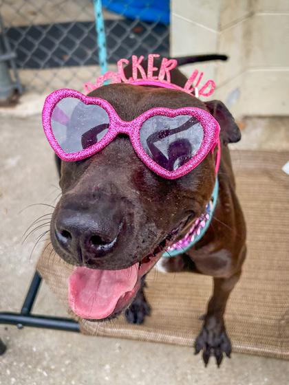 Paris, Adoptable, Young Female Terrier & Mixed Breed.