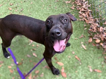 Enlarge Paris, a Adoptable mixed breed in Gainesville, FL image 1/1