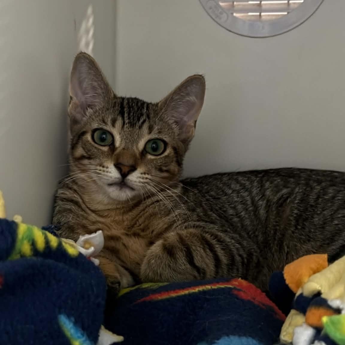 Enlarge Tiger, a ADOPTABLE American Shorthair in Danbury, CT image 1/2