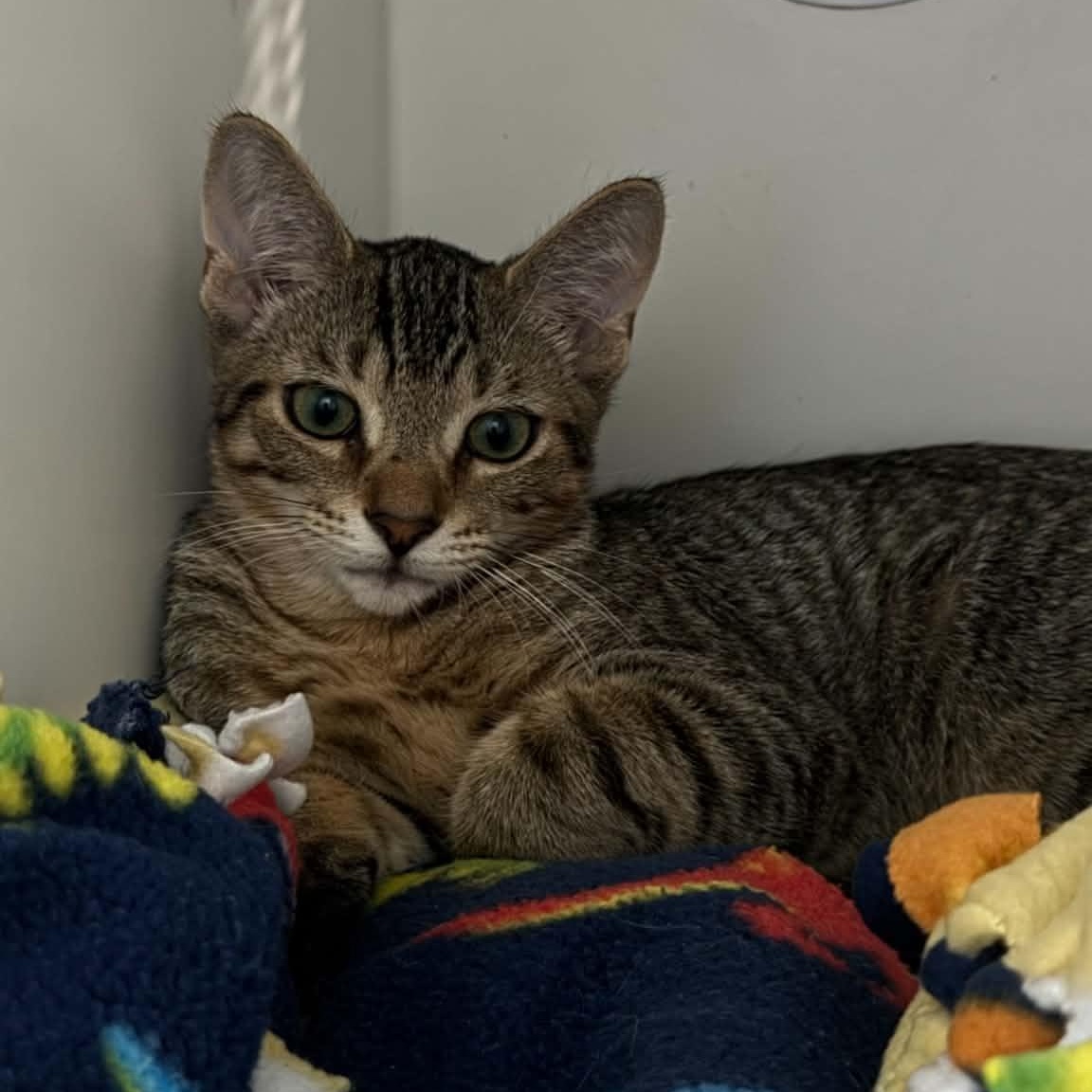 Enlarge Tiger, a ADOPTABLE American Shorthair in Danbury, CT image 2/2
