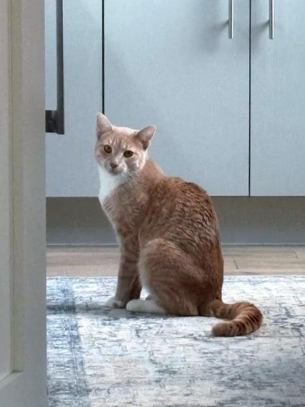 Macho, a ADOPTABLE American Shorthair in Brooklyn, NY image 2/4