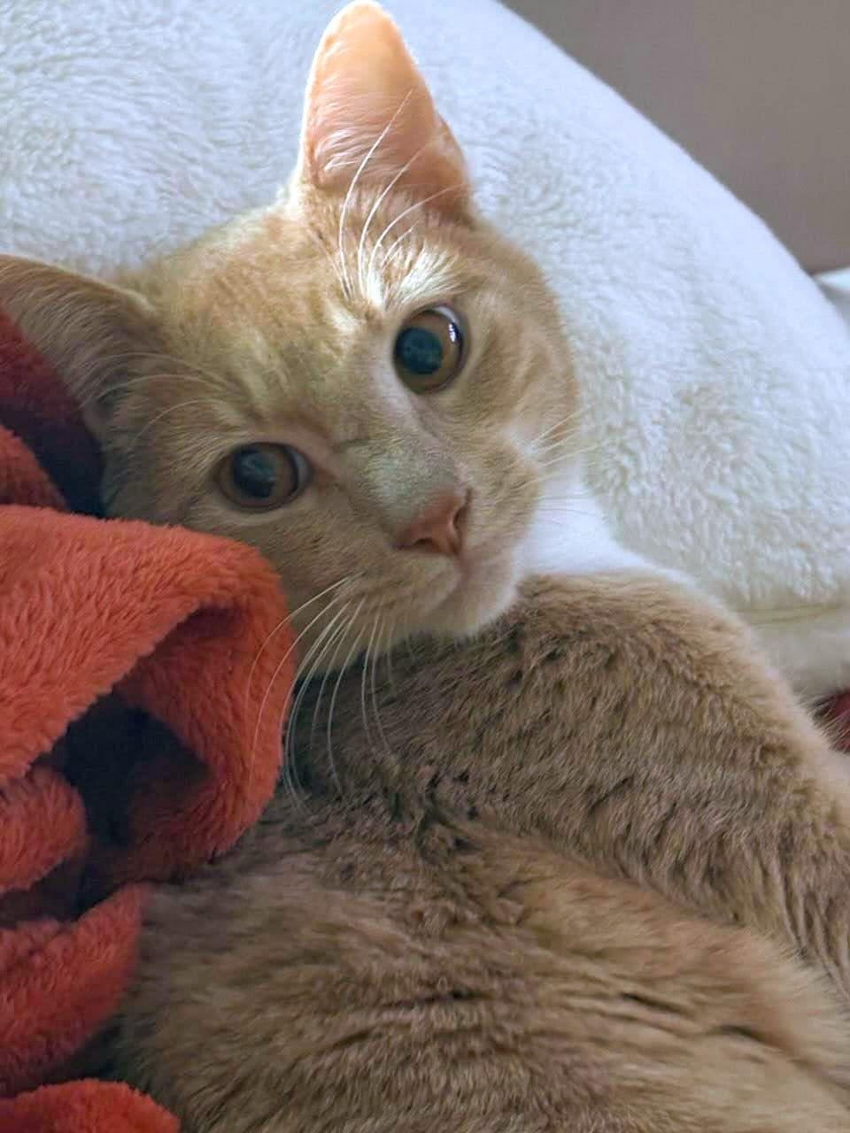 Macho, a ADOPTABLE American Shorthair in Brooklyn, NY image 3/4