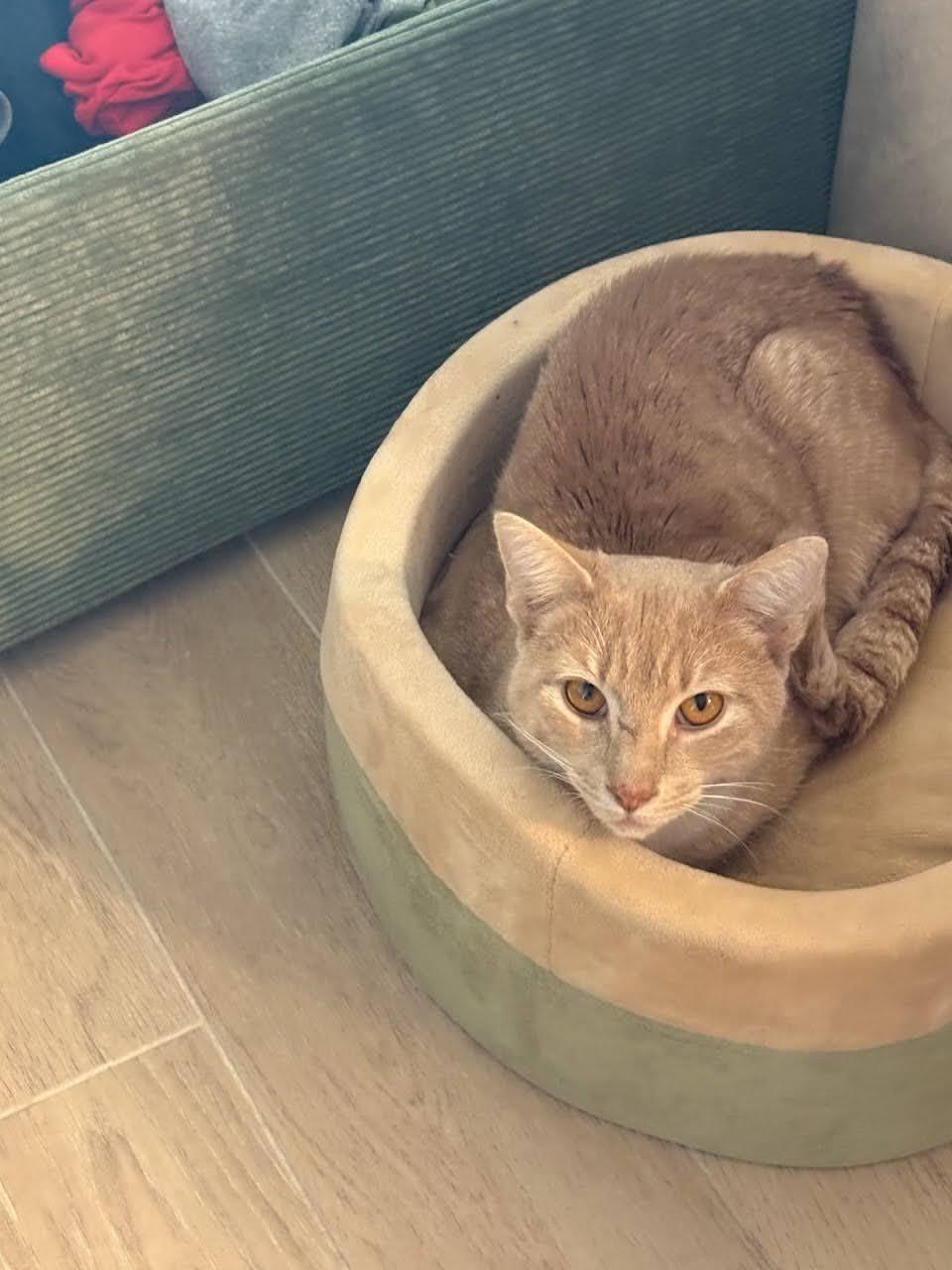 Macho, a ADOPTABLE American Shorthair in Brooklyn, NY image 1/4