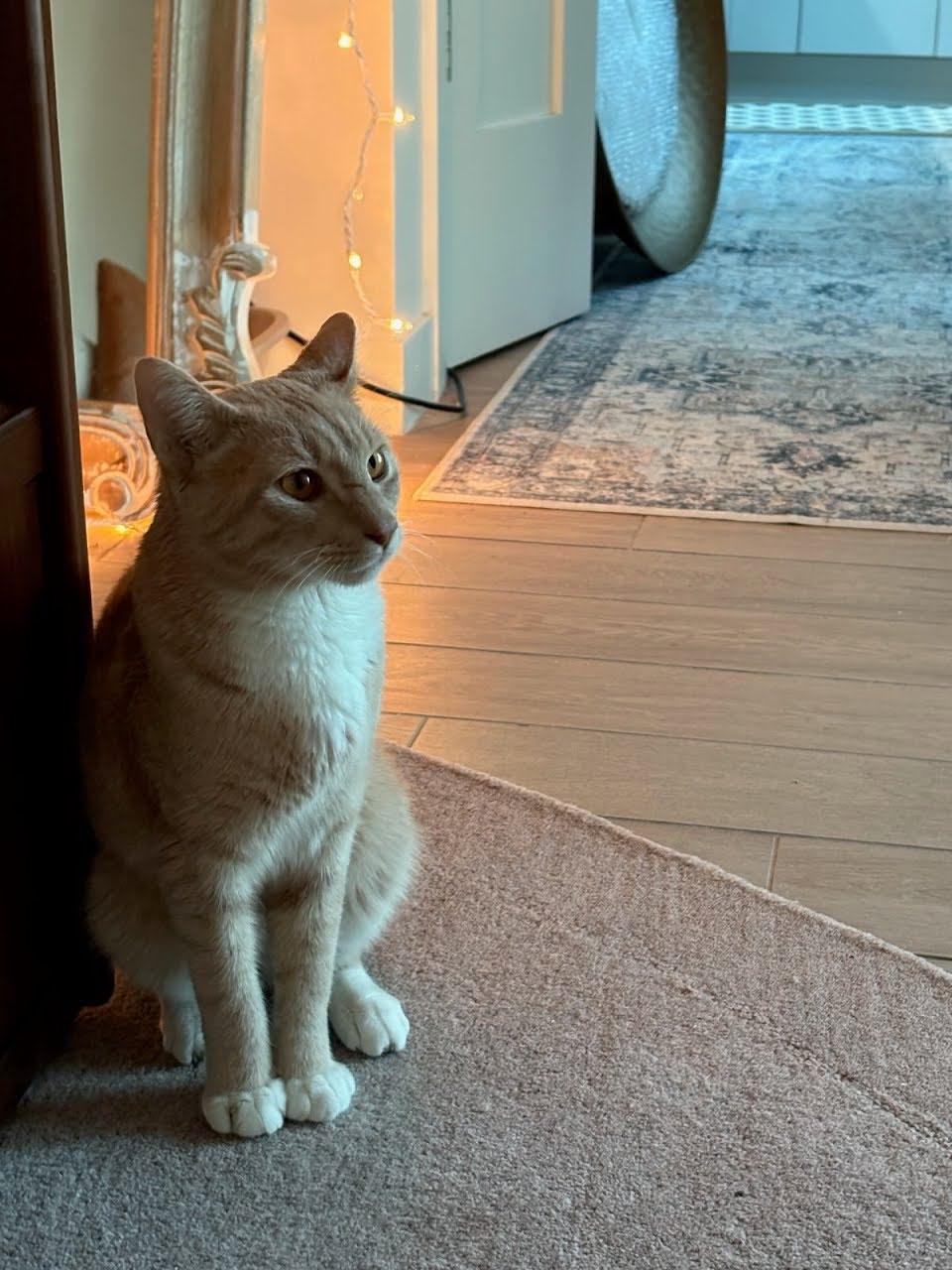 Macho, a ADOPTABLE American Shorthair in Brooklyn, NY image 4/4