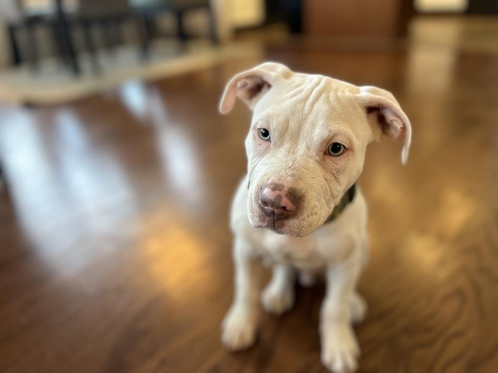 Keller (Duke), Adoptable, Puppy Male Pit Bull Terrier.