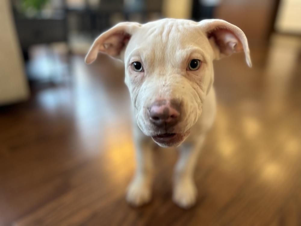 Enlarge Keller (Duke), a Adoptable Pit Bull Terrier in Colorado Springs, CO image 2/6
