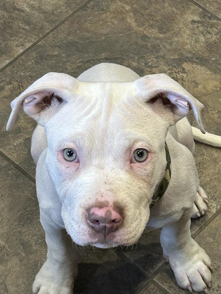 Enlarge Keller (Duke), a Adoptable Pit Bull Terrier in Colorado Springs, CO image 3/6