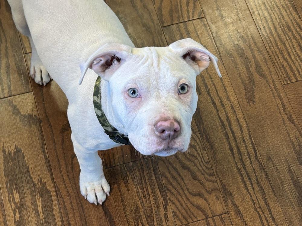 Enlarge Keller (Duke), a Adoptable Pit Bull Terrier in Colorado Springs, CO image 4/6