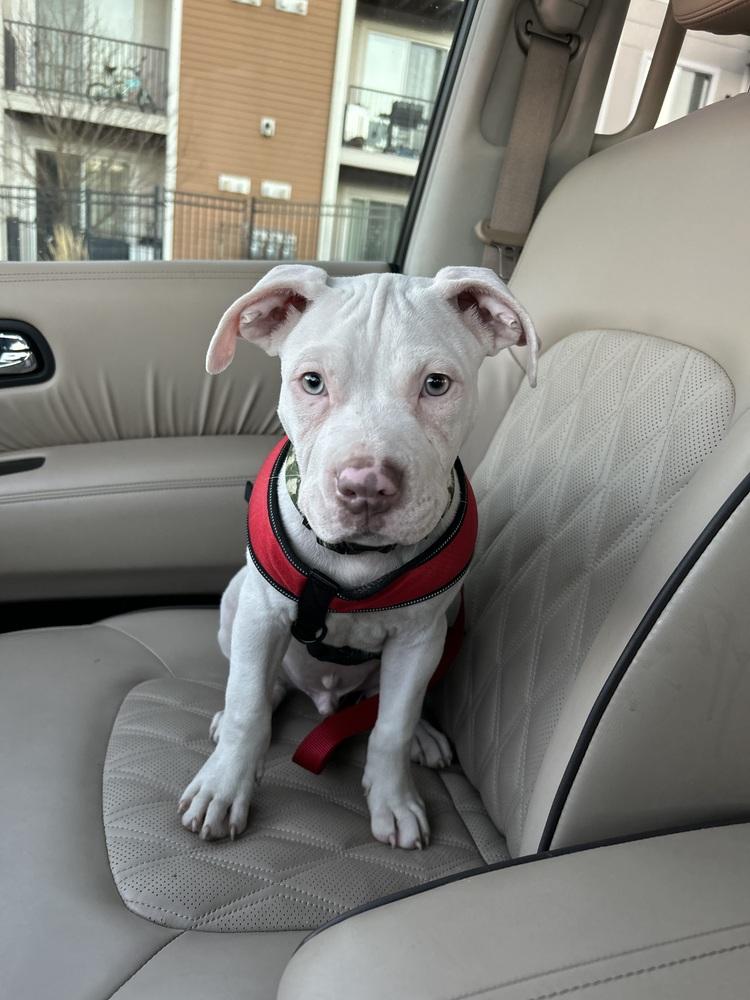 Enlarge Keller (Duke), a Adoptable Pit Bull Terrier in Colorado Springs, CO image 5/6