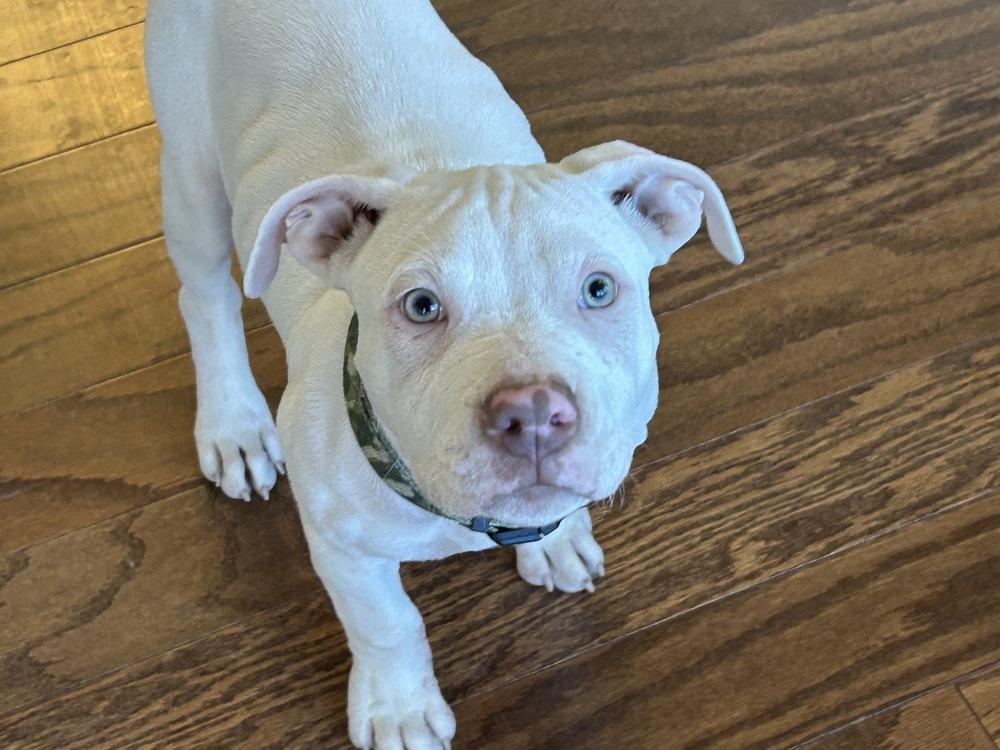 Enlarge Keller (Duke), a Adoptable Pit Bull Terrier in Colorado Springs, CO image 6/6