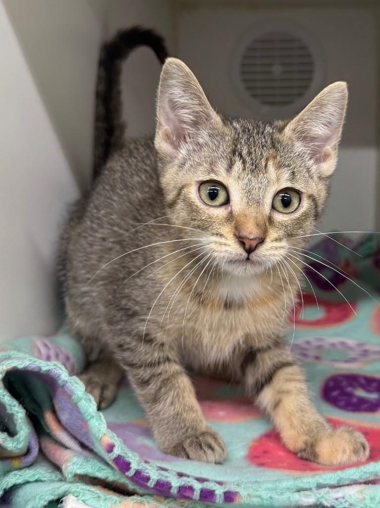 Baby Spice, Adoptable, Kitten Female Domestic Short Hair.