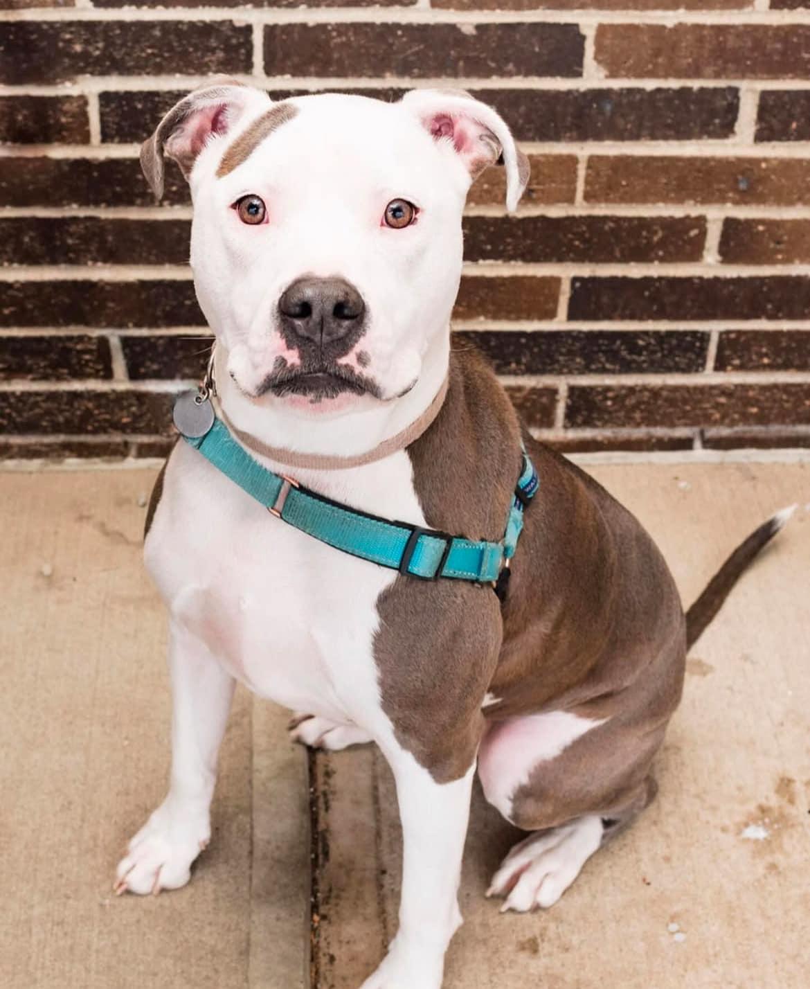 Icy, Adoptable, Adult Female Pit Bull Terrier.
