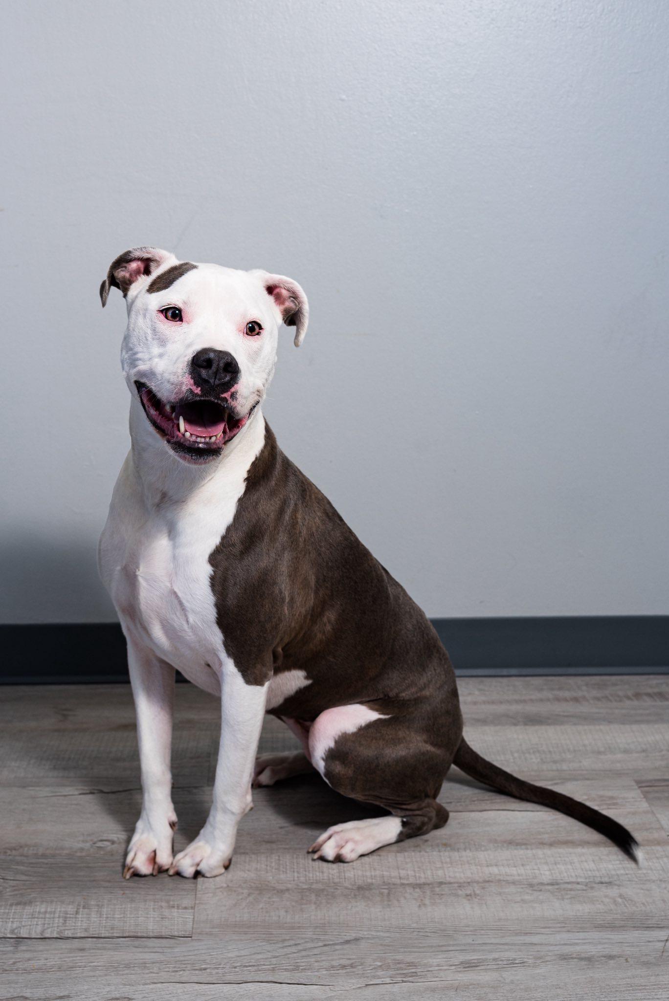 Enlarge Icy, a Adoptable Pit Bull Terrier in Oregon, OH image 1/4