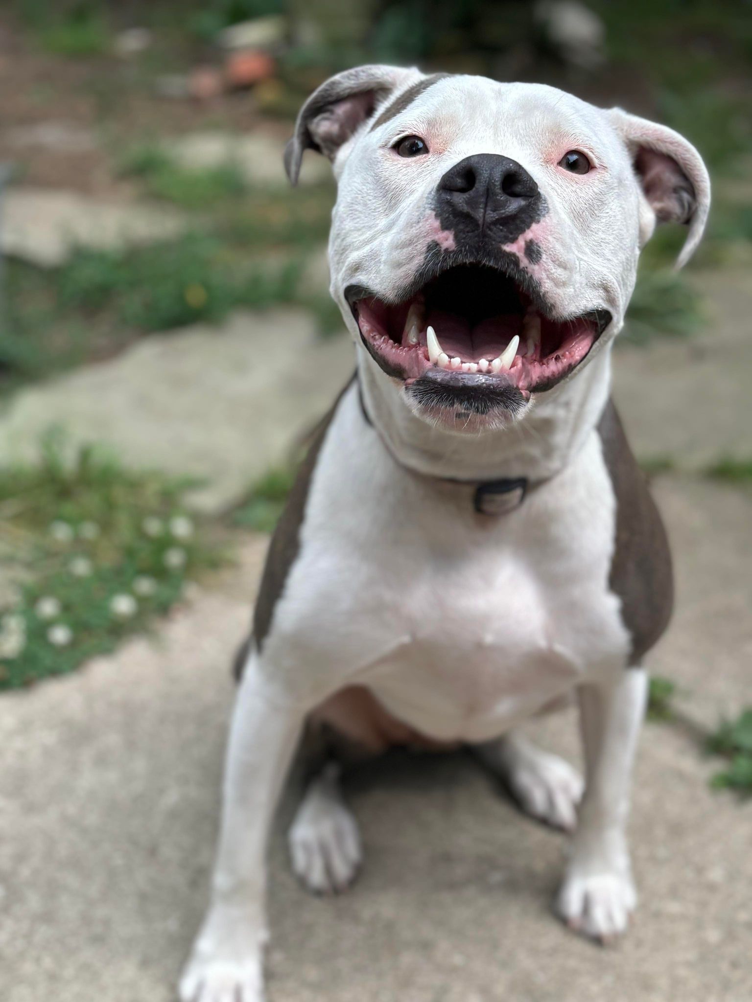 Icy, a Adoptable Pit Bull Terrier in Oregon, OH image 3/5